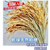 稻穗 天然乾燥花材 花圈花束(安好購物所)新年 注連繩裝飾 神農大帝招財平安端午節 結婚稻穗 拍攝道具稻米 稻草