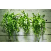 【samgreen♥️百萬心盆栽💕】3吋吊盆/室內盆栽/長青翠綠/藤蔓植物