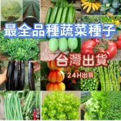 ✔青芽園現貨【蔬菜種子】蔬菜種子大全 冰菜 茄子紫蘇福山萵苣 蘆筍 艾草 番茄 朝天椒 上海青 空心菜 香菜 玉米 南瓜