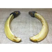 H165山豬牙一對/長10cm
