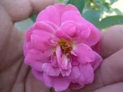 ╭＊田尾玫瑰園＊╯玫瑰花-(藍色男孩.blue boy)