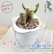 小品文化｜巴西鐵樹｜4吋透明免澆水盆栽｜室內植物 室內桌上盆栽 懶人盆栽 吸水盆栽 水培植物 水培盆栽 室內盆栽