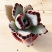 🌵福祥仙人掌🌵1吋盆 月兔耳 多肉植物
