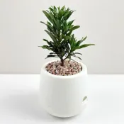 (店+)小品文化｜運轉羅漢松 3吋小盆栽｜免澆水盆栽 觀葉植物 室內植物 桌上盆栽 懶人盆栽 自動吸水盆栽 質感植栽｜雪胖盆