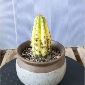 觀賞藍柱錦仙人掌 多肉 錦芽