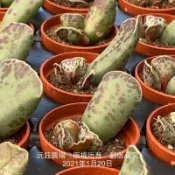 沅鈺農場   多肉植物   一吋盆/錦鈴殿天章（輕微葉傷）