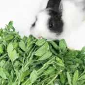 進口牧草甜燕麥燕麥草甜小麥草苜蓿提摩西一割二割高纖易消化兔子龍貓豚鼠全齡通用營養全面小寵超愛吃