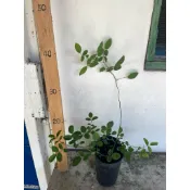 藍色陰雨 藍雨 玫瑰花 多季持續開花 花量大 勤花 香味偏淡香，蔓性可做花柱花牆