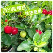 西印度櫻桃苗🟡快速產果盆栽🟡自花授粉新品種 免人工受粉 1年產果2次 櫻桃樹 櫻桃樹苗 櫻桃苗 世界甜櫻桃苗 盆栽