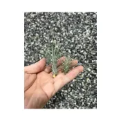 (店+)空氣鳳梨 小狐尾”馬龍” funckiana “Marron” 小狐尾馬龍 馬龍小狐尾