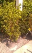 喬木 ** 羅漢松 ** 6吋盆/高100-120cm 頭徑1cm/終年常綠【花花世界玫瑰園】OvO