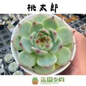 《花田多肉》🌵【桃太郎】 3吋盆 多肉植物/多肉/戶外植物/景天科