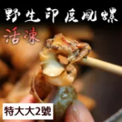 野生印度鳳螺 特大大2號/ 飽滿大顆【活凍】【陸霸王】