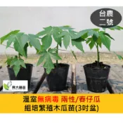 【興大種苗】無病毒台農二號 兩性/春仔瓜 木瓜苗(組培繁殖苗)(3吋盆)