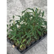 馬告山胡椒/3.5寸苗植袋⋯