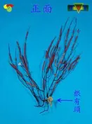 寶物石坊】新刊登~天然海樹~海鐵樹~編號1054~沒加工處理~寄居蟹攀爬~魚缸造景~室內擺設~裝飾道具~diy材料＃貝殼