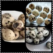 【附蝦皮發票】「無鉛」國銘 鵪鶉皮蛋/鵪鶉鹹蛋🥚🥚