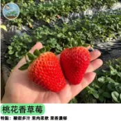 🍓【水蜜桃草莓來了】桃花香草莓種子 日本品種 粉白夢幻果色 自帶水蜜桃香氣 陽台盆栽可種 生吃超甜 稀有品種