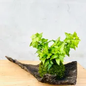 七分田  療癒系 小精靈常春藤苔球