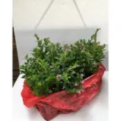 花囍園_園藝觀賞植物—細葉雪茄花(單盆)/3.5吋--四季常開~