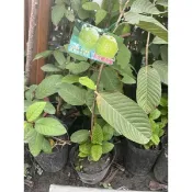 黃金蜜芭樂苗約80cm高