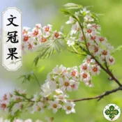 文冠果種子 文官果 文冠樹 東方神樹 菩提樹 耐旱耐寒 景觀樹 盆栽樹 奇樹種子 稀有植物 台灣可種 庭院樹 種子盆栽