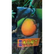 水果苗  木瓜柳丁  4.5吋盆高60-90cm超大果【花花世界玫瑰園】