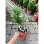 田尾玫瑰園 l 日本黑松、黑松、松樹【五吋盆 高度約20】(植物眾多歡迎聯繫客服) 田尾在地商家