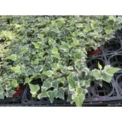 陽光綠築【嚴選植栽。常春藤】３吋小品／蔓性垂吊／斑葉／耐陰