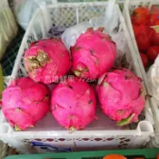 【高雄鮮果】 紅肉 火龍果 一斤 大小不同秤重 台灣在地 蔬菜水果