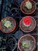 3寸盆 普西莉菊 多肉植物 塊根植物