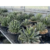 笹之雪  世之雪  agave victoriae-reginae 龍舌蘭  / 3.5吋 /奧莉諾多肉園