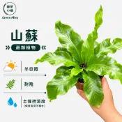 【山蘇。蕨類植物】可食用。附生植物。有機蔬菜。