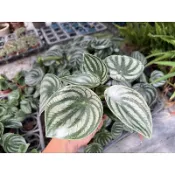 【多肉好好買】三寸盆 西瓜皮椒草 觀葉植物 現貨