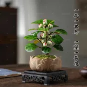 👍✔【小盼菩提種子】千絲菩提 白玉菩提種子菩提樹種子名貴觀賞禪意林木種子 招財旺宅修身養性 室內盆栽種子 耐乾旱好打理