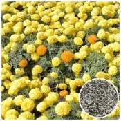 (店+)【天橙種子】花海萬壽菊種子 100公克/300公克/500公克裝 田間綠肥 景觀美化用 減少田間線蟲危害 全年可播種