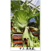 〈美心花園〉女王鹿角蕨 P. wandae 18原生之1  大顆 3.5吋盆 2.5吋