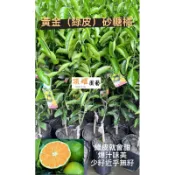 頂耀園藝 黃金砂糖橘（少籽近乎無籽）高度約50公分以上