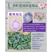菱角地瓜1斤70元【綿密細緻的口感】慧軒農場（如果沒有菱角地瓜會直接改紫羅蘭地瓜）