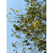 玩種子-黃花風鈴木 粉紅風鈴木 種子