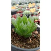 2.5吋櫻水晶/多肉植物/組盆小品/辦公小物