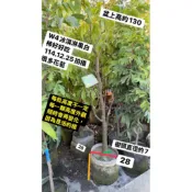 W4冰其林果白柿cooo超級好吃，一尺美植袋袋特價2800。114年12月25日拍照有很多花苞。喜歡趕快下單。