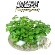 【招財圓滿】銅錢草種子 金錢草｜水陸兩棲 圓葉可愛｜室內陽台好養活｜新手必備 綠化療癒 辦公室花卉盆栽招財草常綠花卉種子