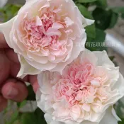 鉤針編織 庭院大花 庭院豐花 強香 特殊花型《四季有花玫瑰園》玫瑰苗 玫瑰盆栽 嫁接樹玫瑰 月季棒棒糖