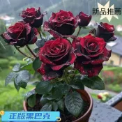 🌺當天出貨🌺【黑巴克玫瑰花苗】帶葉子 稀有品種 3寸盆花苗基地直發 濃香玫瑰花苗 四季開花好養活陽台庭院盆栽超易種植花苗