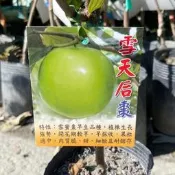 ╭＊田尾玫瑰園＊╯【早生品種】雪天后棗【4.5吋盆 高度約50cm】棗子 水果苗 蜜棗 (款式眾多歡迎詢問)