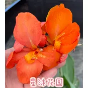 ｛星沐花園｝橘色美人蕉、美人蕉