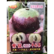 紫龍牛奶果 860 請先洽詢 嫁接苗 靠接苗 冠軍品種 越南大果 牛奶果 星蘋果 紫龍 樹苗 盆栽 紫霸 紫星 紫鑽