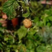 |覆盆子|覆盆莓|黑莓 raspberry black berry✅分株苗✅軟刺✅無倒勾✅三出葉✅紅果|黃果✔️黑莓果