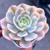 【小鮮肉肉】赤星玫瑰錦 多肉植物成株(3吋) 實品拍攝 景天科擬石蓮花屬 韓國進口 韓肉 多肉 多肉植物